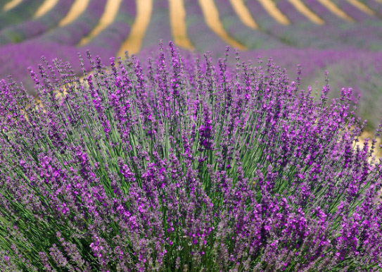 Lavendel hat eine beruhigende und nervenstärkende Wirkung